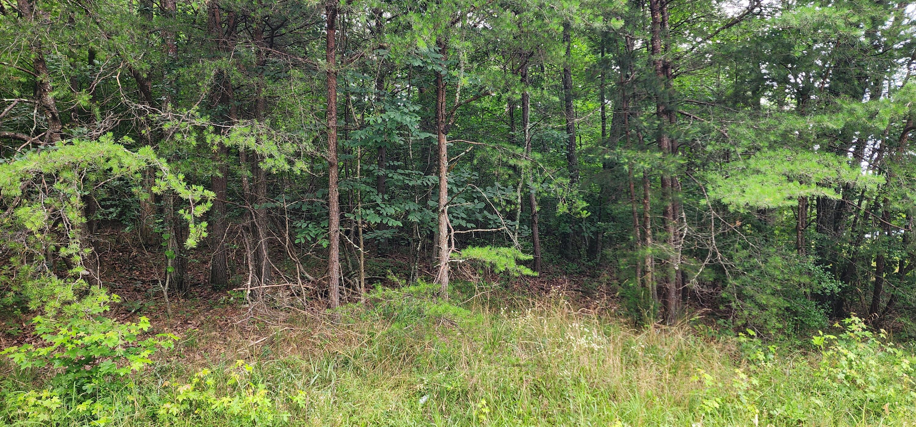 0 Sequatchie Mountain Road Sequatchie, TN 37374 - Photo 9 of 9 1000053936