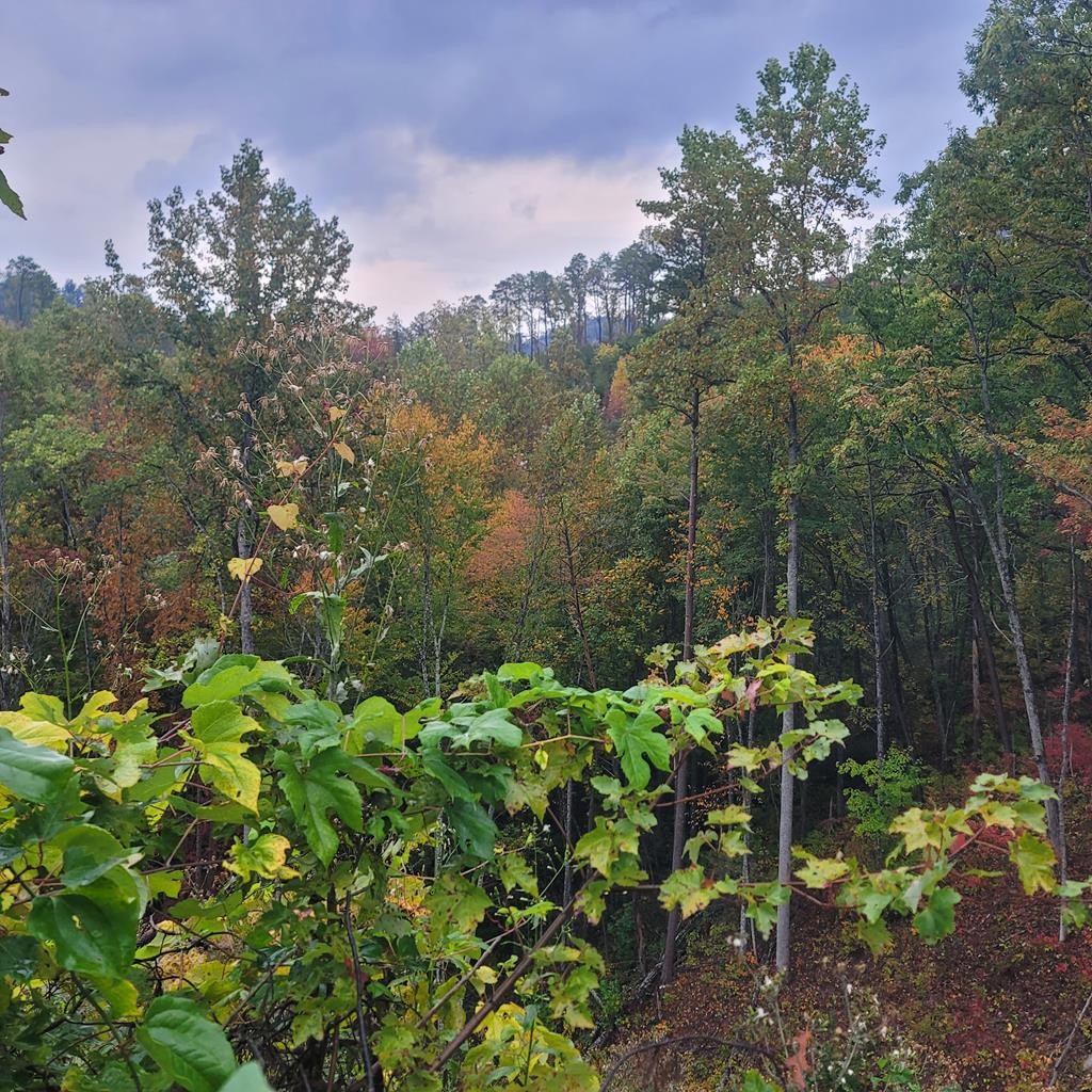 36 Blue Tick Way Sevierville, TN 37876 - Photo 7 of 25