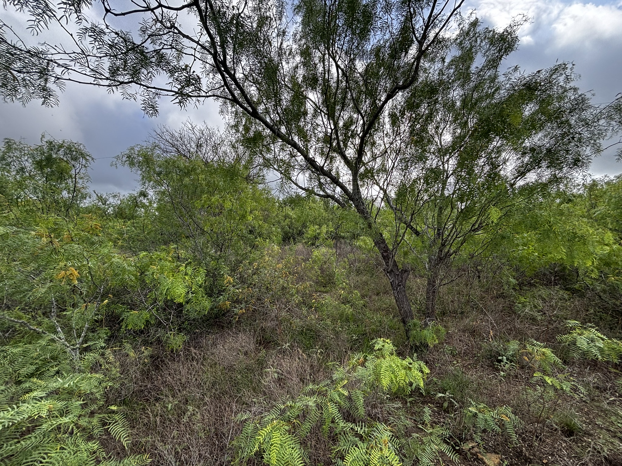 683 County Road 467 Elgin, TX 78621 - Photo 4 of 26 Natural landscape featuring abundant green foliage and mature trees