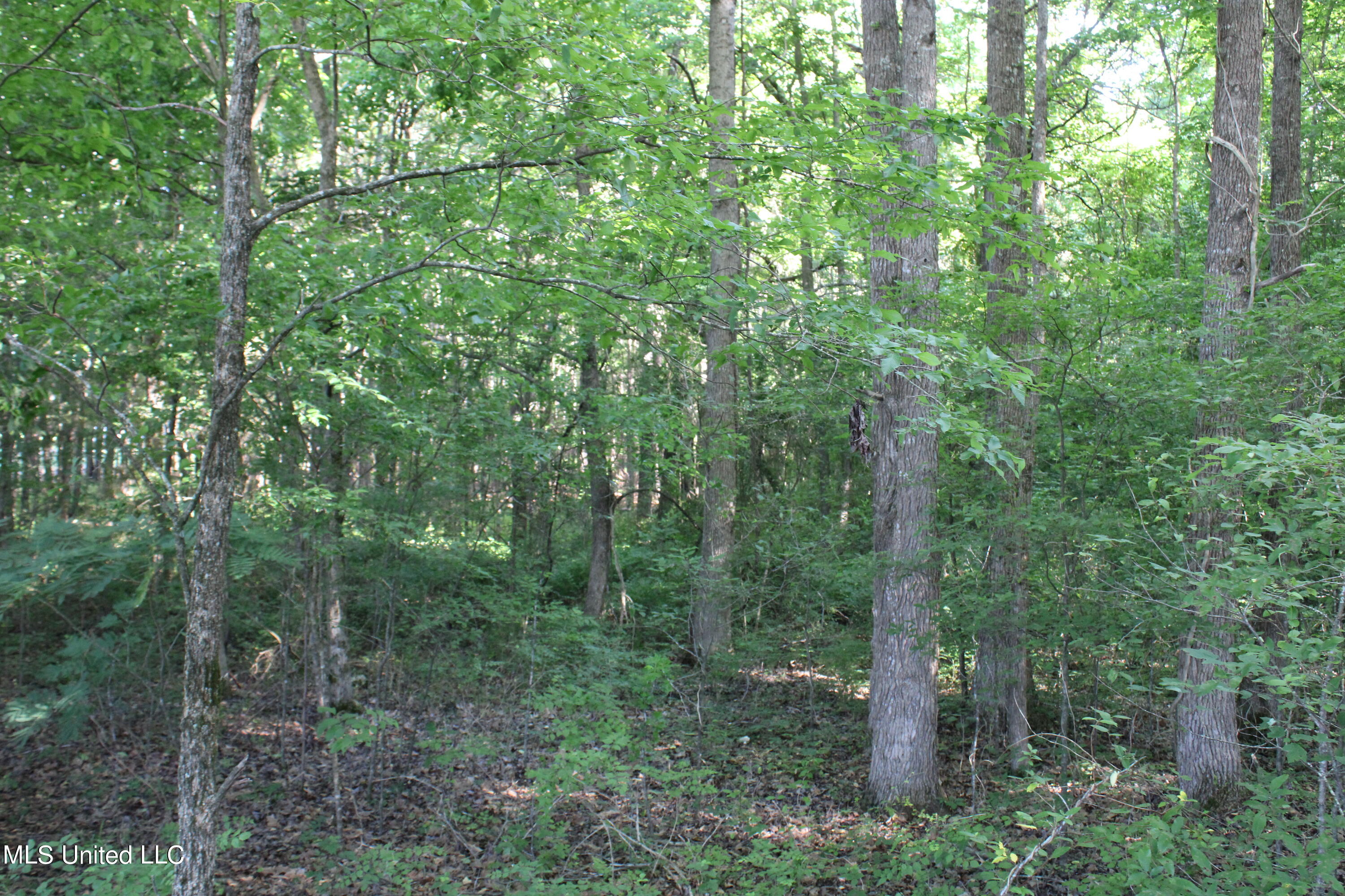 299 Betts Road Potts Camp, MS 38659 - Photo 8 of 24 IMG_4049