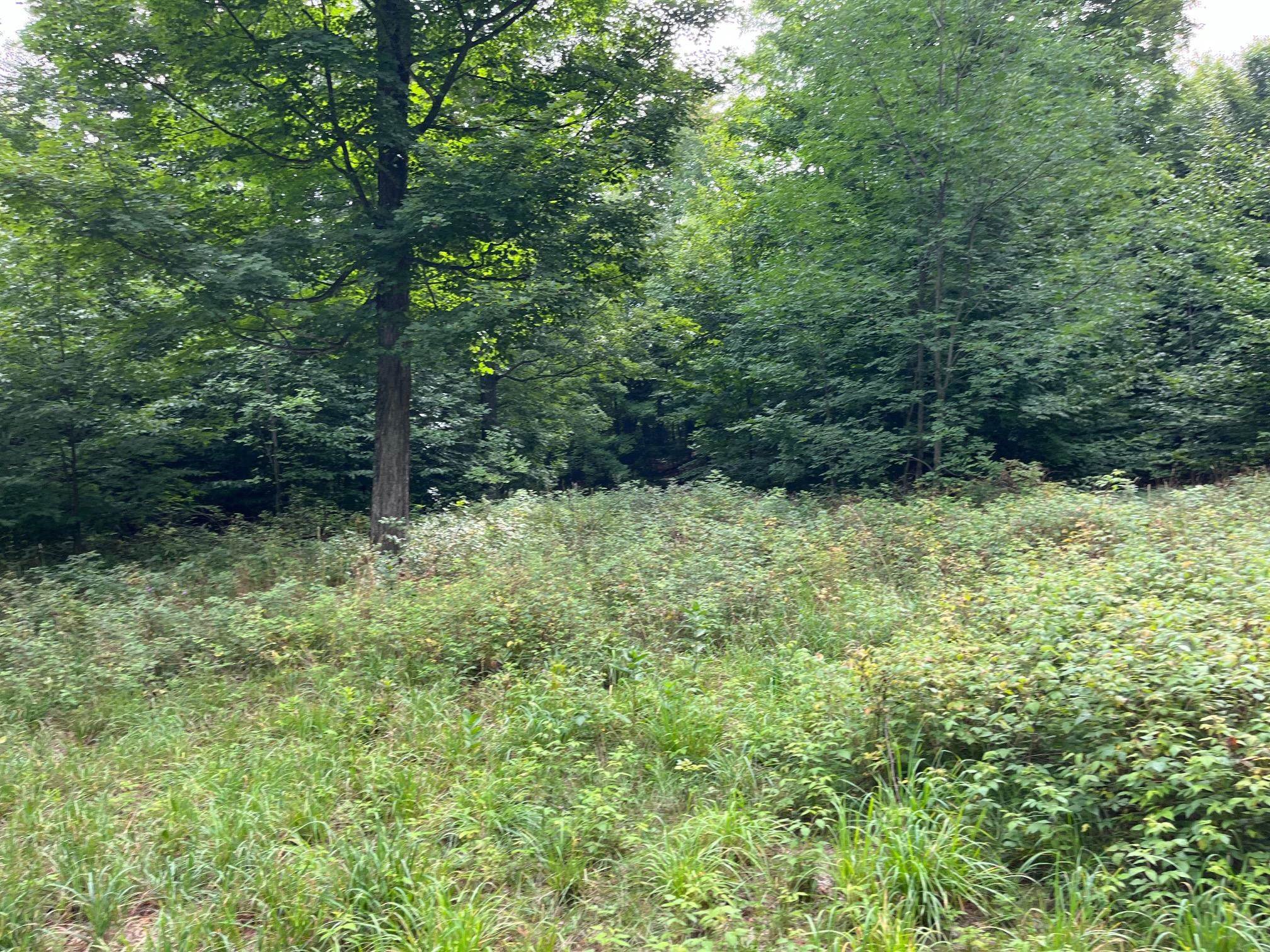 Lot 1 West Timberview Trail, Unit LOT: 1 Empire, MI 49630 - Photo 3 of 5