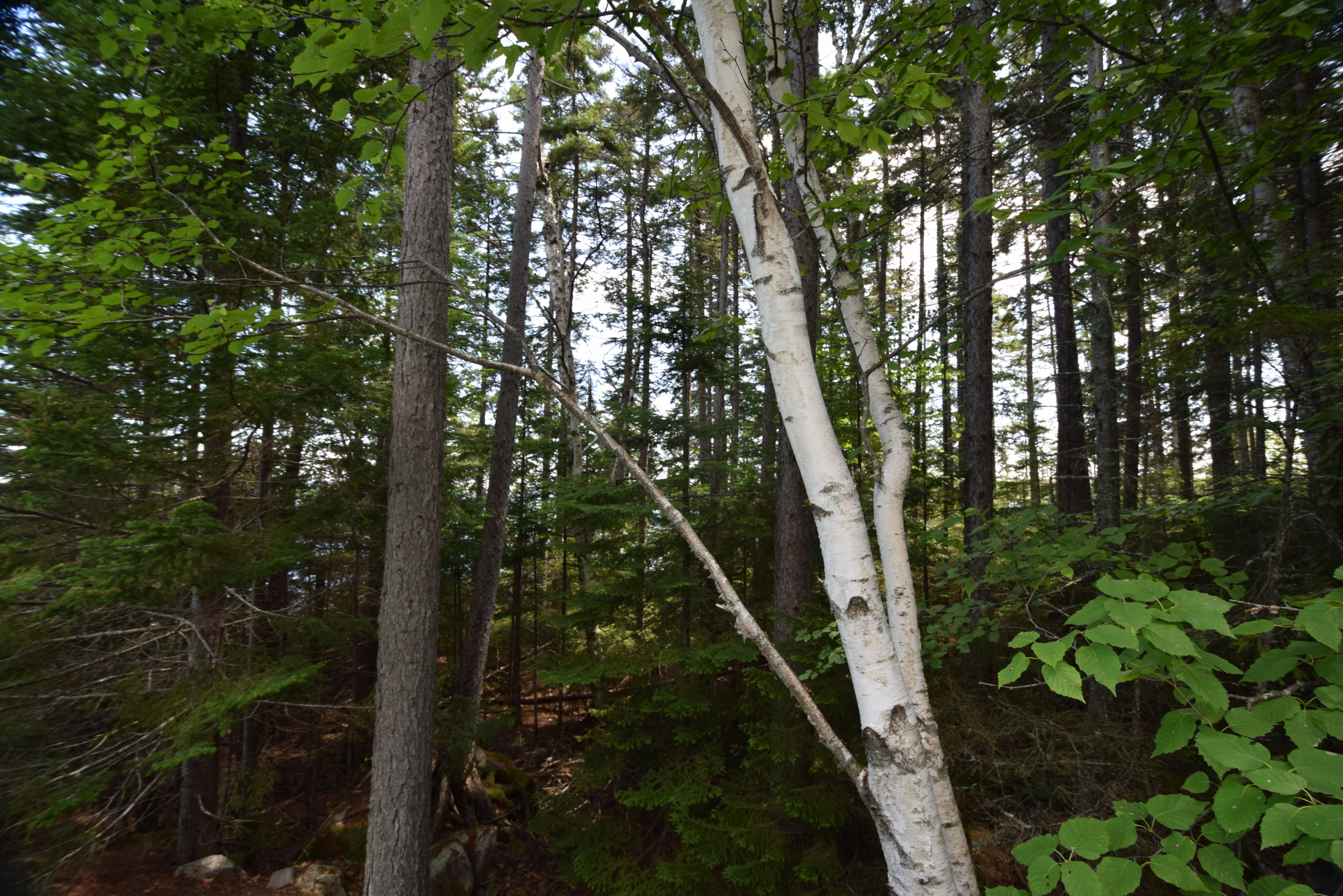 Lot 2 Boulder Road Danforth, ME 04424 - Photo 14 of 23 Predominantly evergreens