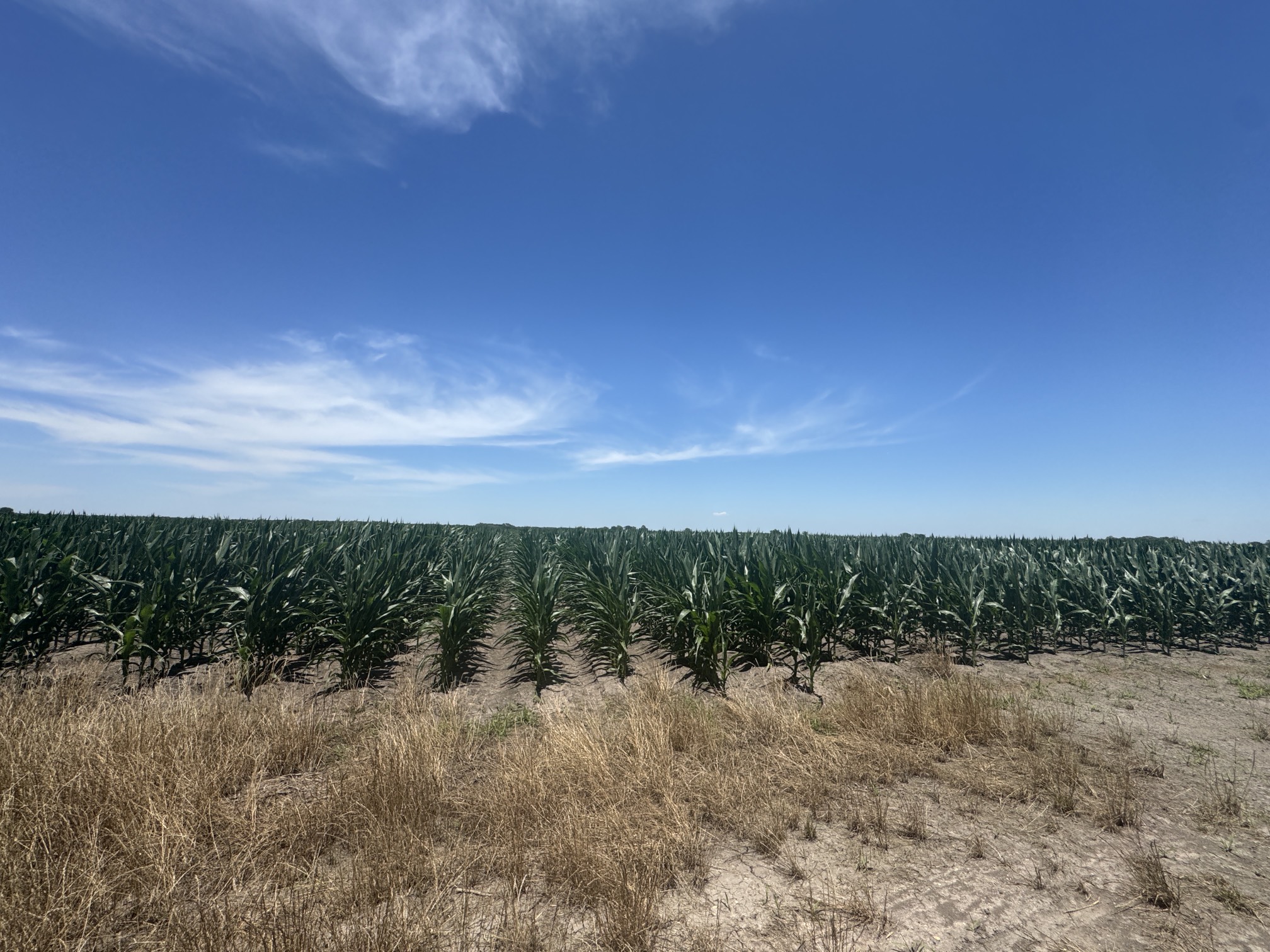 335 Rd Louise Tx 77455 Road El Campo, TX 77437 - Photo 5 of 19