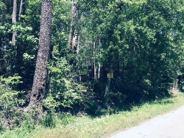 $29,999 | 0 Eva Street, Orange, TX 77632