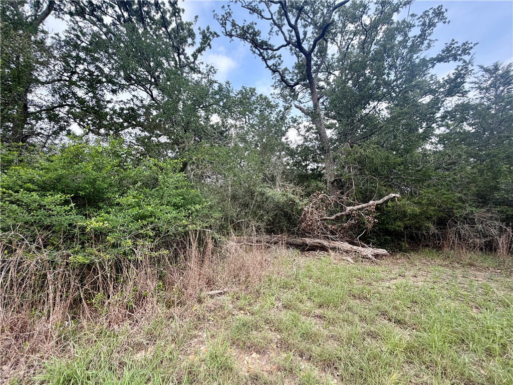 505 Deer Run Trail Somerville, TX 77879 - Photo 5 of 14 a view of outdoor space and trees all around