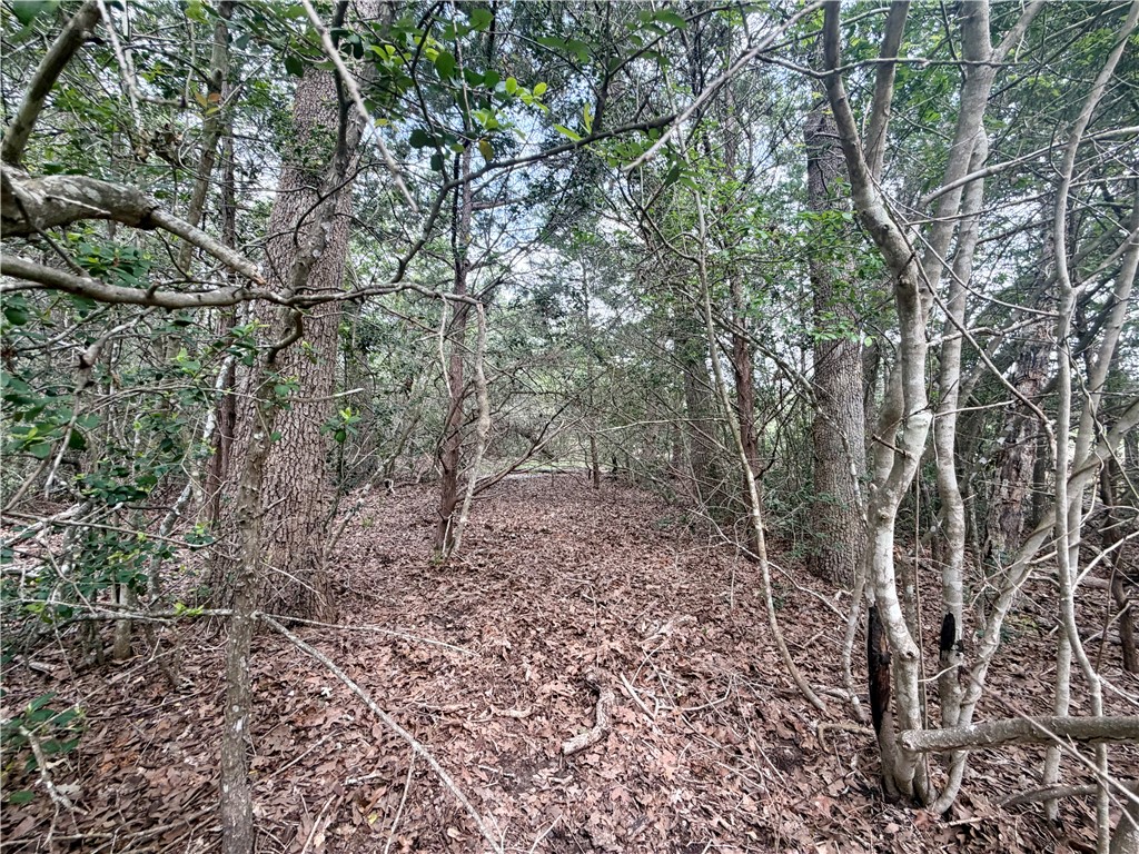 505 Deer Run Trail Somerville, TX 77879 - Photo 7 of 14 a view of a yard with large trees
