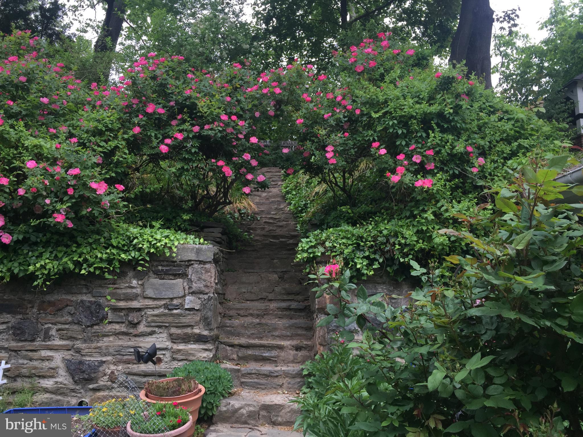 229 Mather Road Jenkintown, PA 19046 - Photo 36 of 37 Springtime!