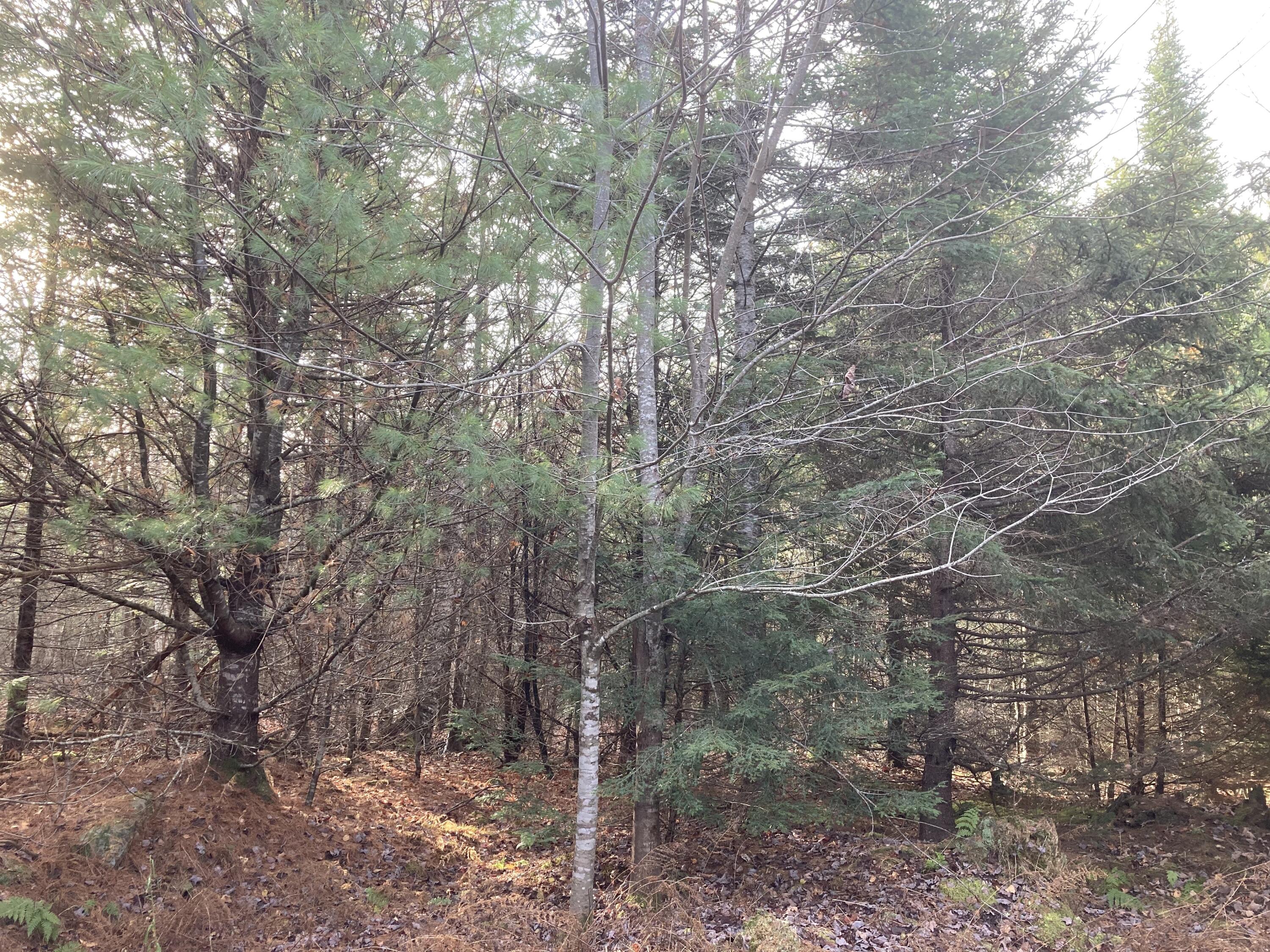 2-l 57 Off Muzzy Ridge Searsmont, ME 04973 - Photo 5 of 5 IMG_6255