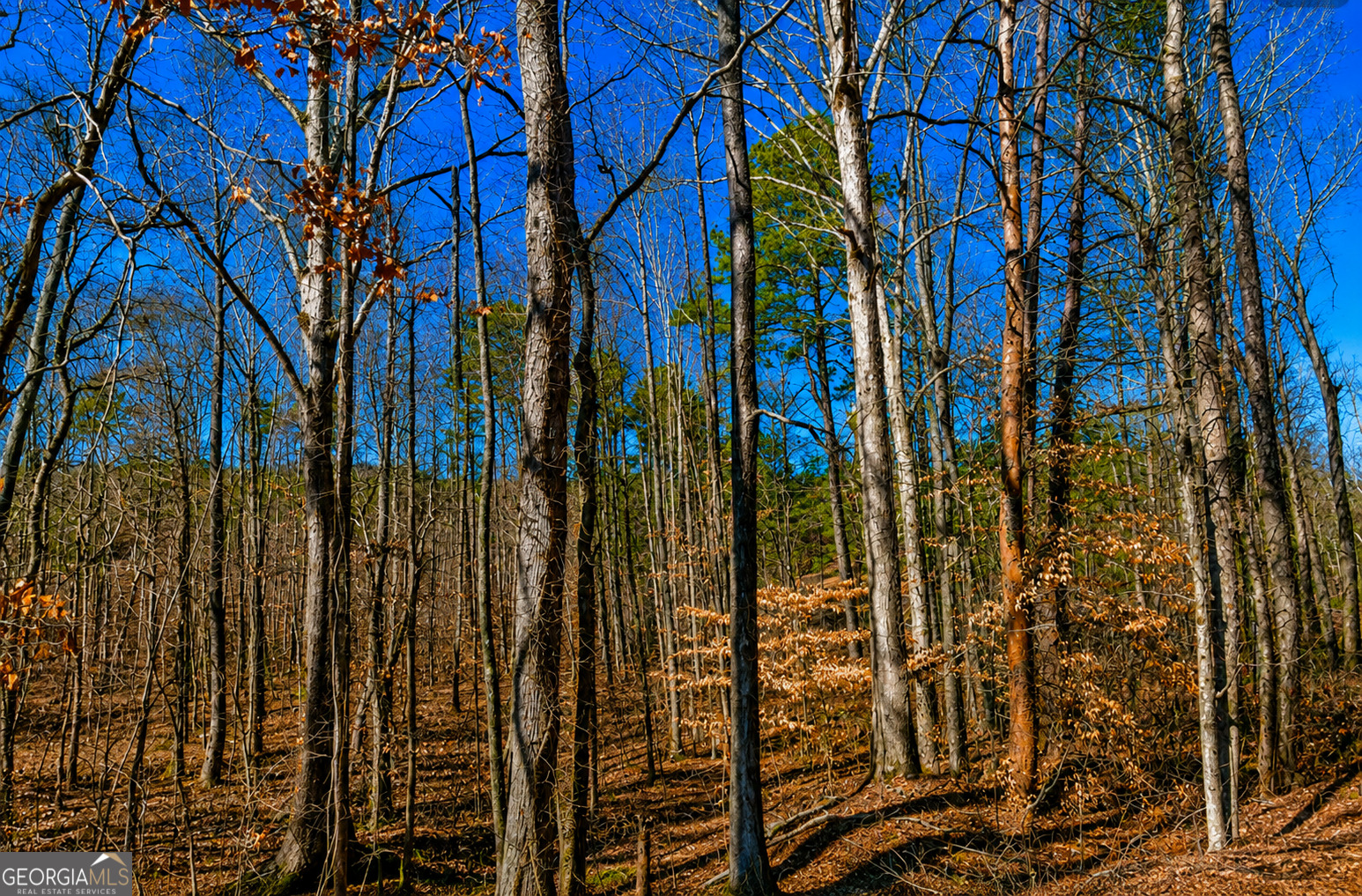 2-acres Pettit Road Jasper, GA 30143 - Photo 3 of 8