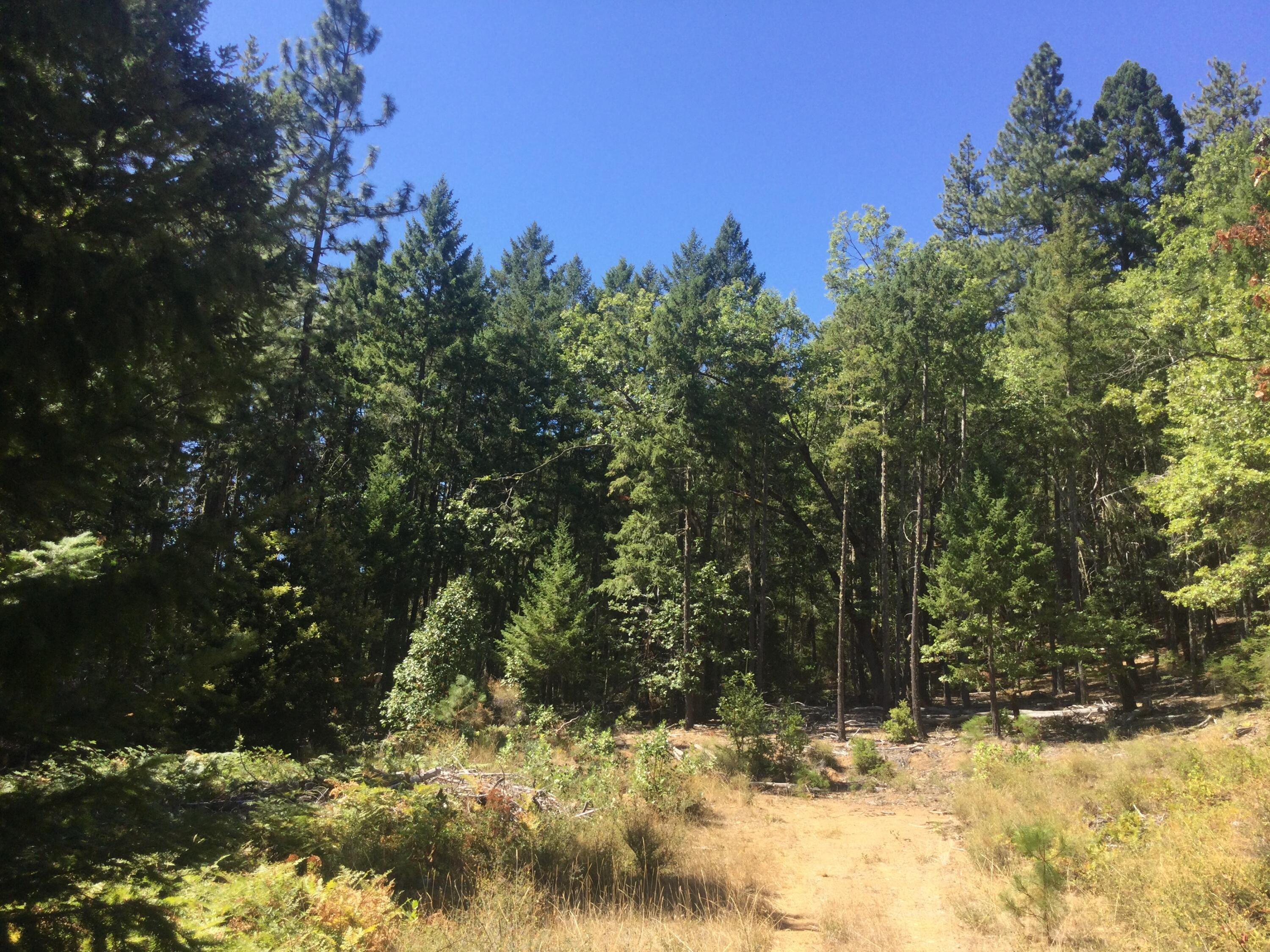 1450 Round Prairie Road Wilderville, OR 97543 - Photo 44 of 47 45 New