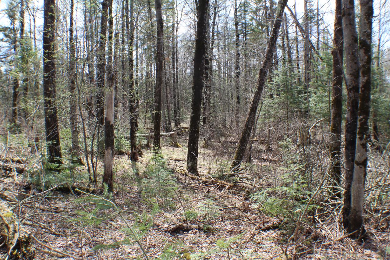 On Price Lakes Road, Unit 2 4 ACRES Park Falls, WI 54552 - Photo 4 of 8 Gallery Image 4