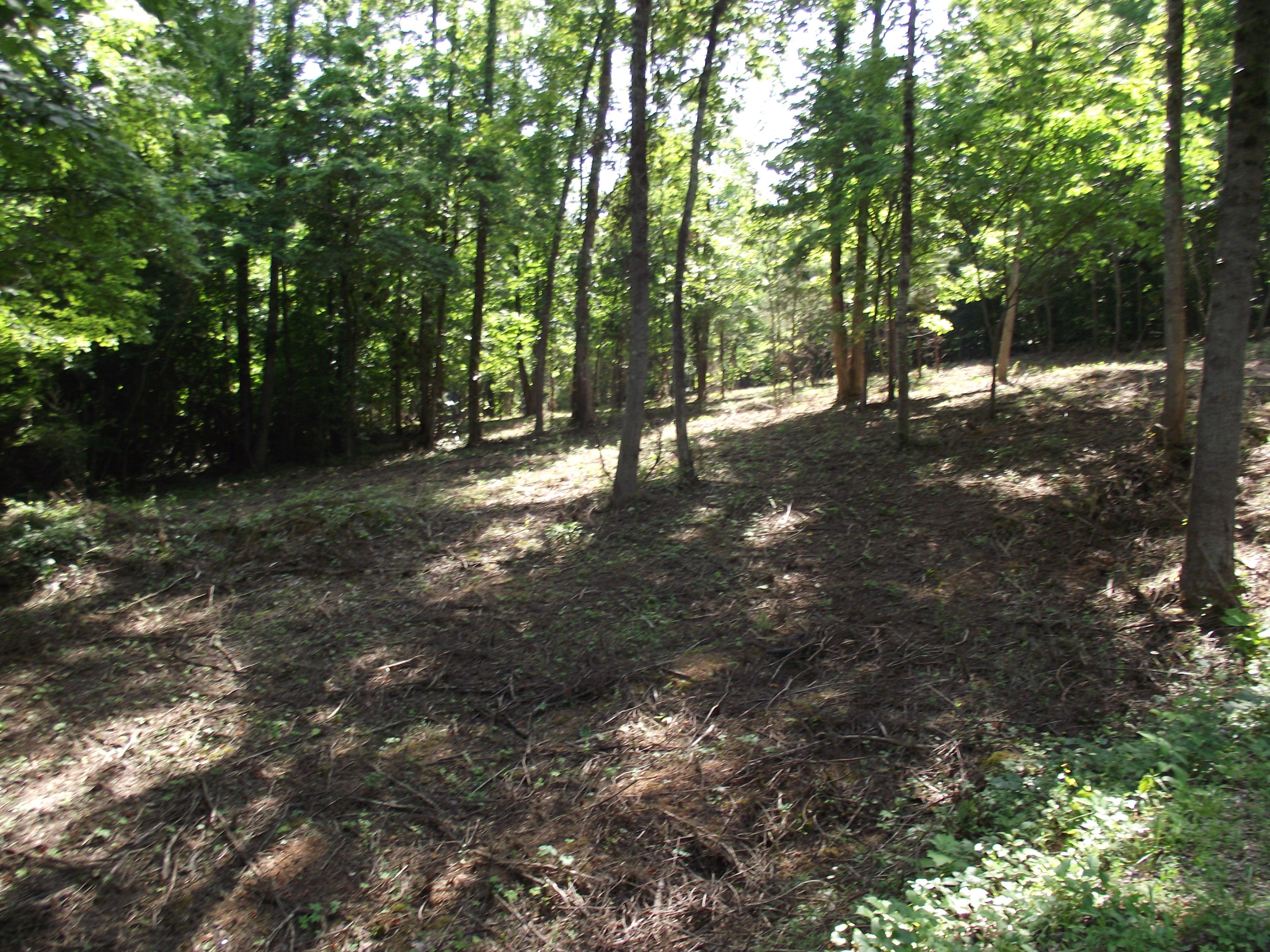 Decatur Hwy/squaw Valley Kingston, TN 37763 - Photo 5 of 10 DSCF4783
