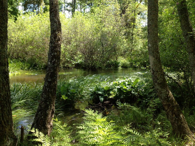 Tract C Township Road Aiken, SC 29803 - Photo 6 of 10