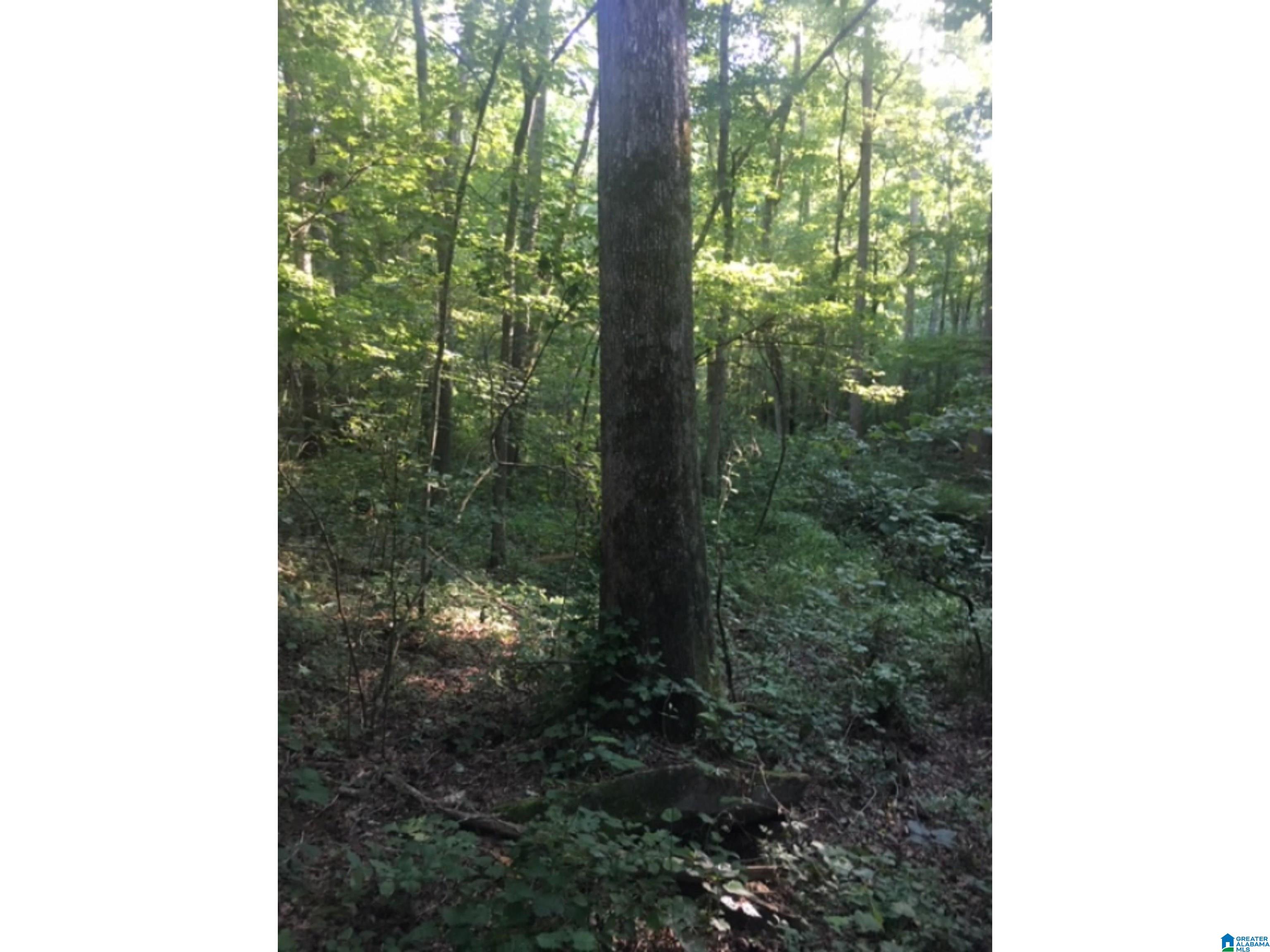 0 County Road 141, Unit 1 Ider, AL 35981 - Photo 18 of 29