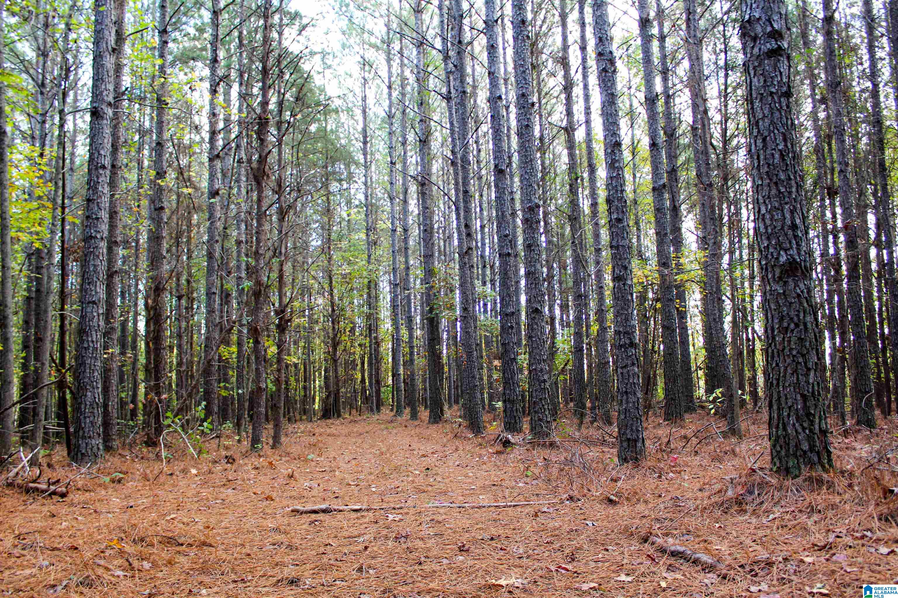 539 3rd Street Northwest Carbon Hill, AL 35549 - Photo 59 of 71
