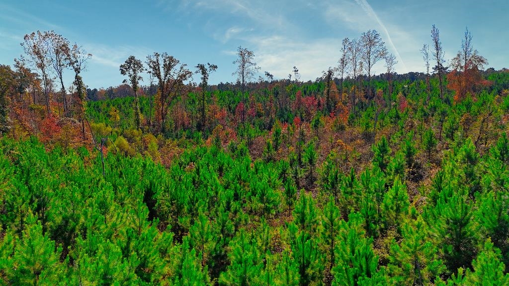 0 George West Road, Unit LOT 10 Middleton, TN 38052 - Photo 8 of 14 a view of a bunch of trees