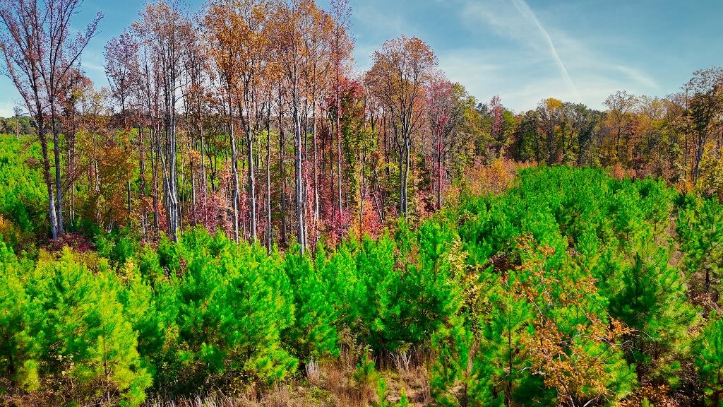 0 George West Road, Unit LOT 10 Middleton, TN 38052 - Photo 9 of 14 a view of a yard with large trees