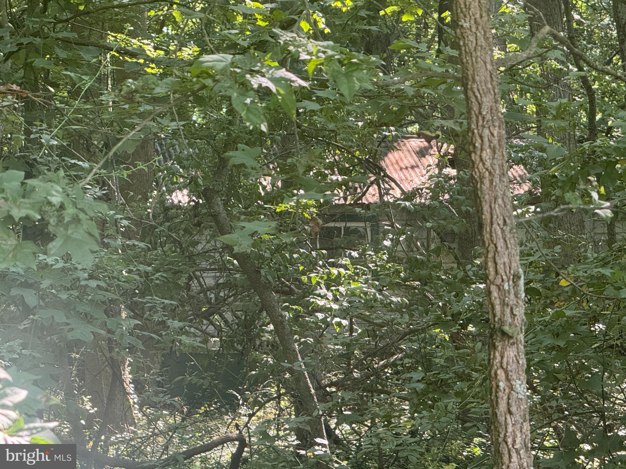 Allens Lane Rock Hall, MD 21661 - Photo 3 of 21 a picture of tree