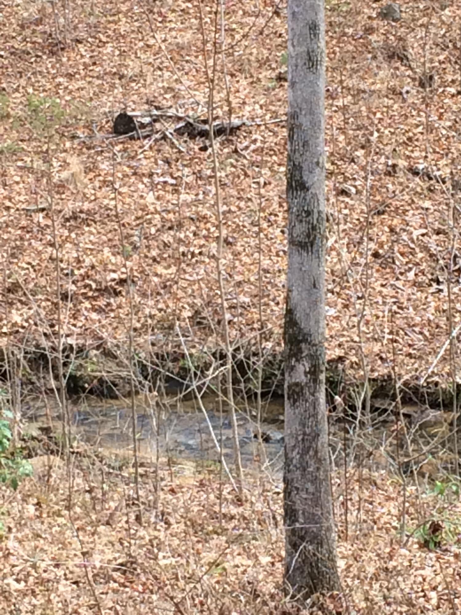 596 Meister Hills Road Deer Lodge, TN 37726 - Photo 31 of 31 Z-Creek.JPG