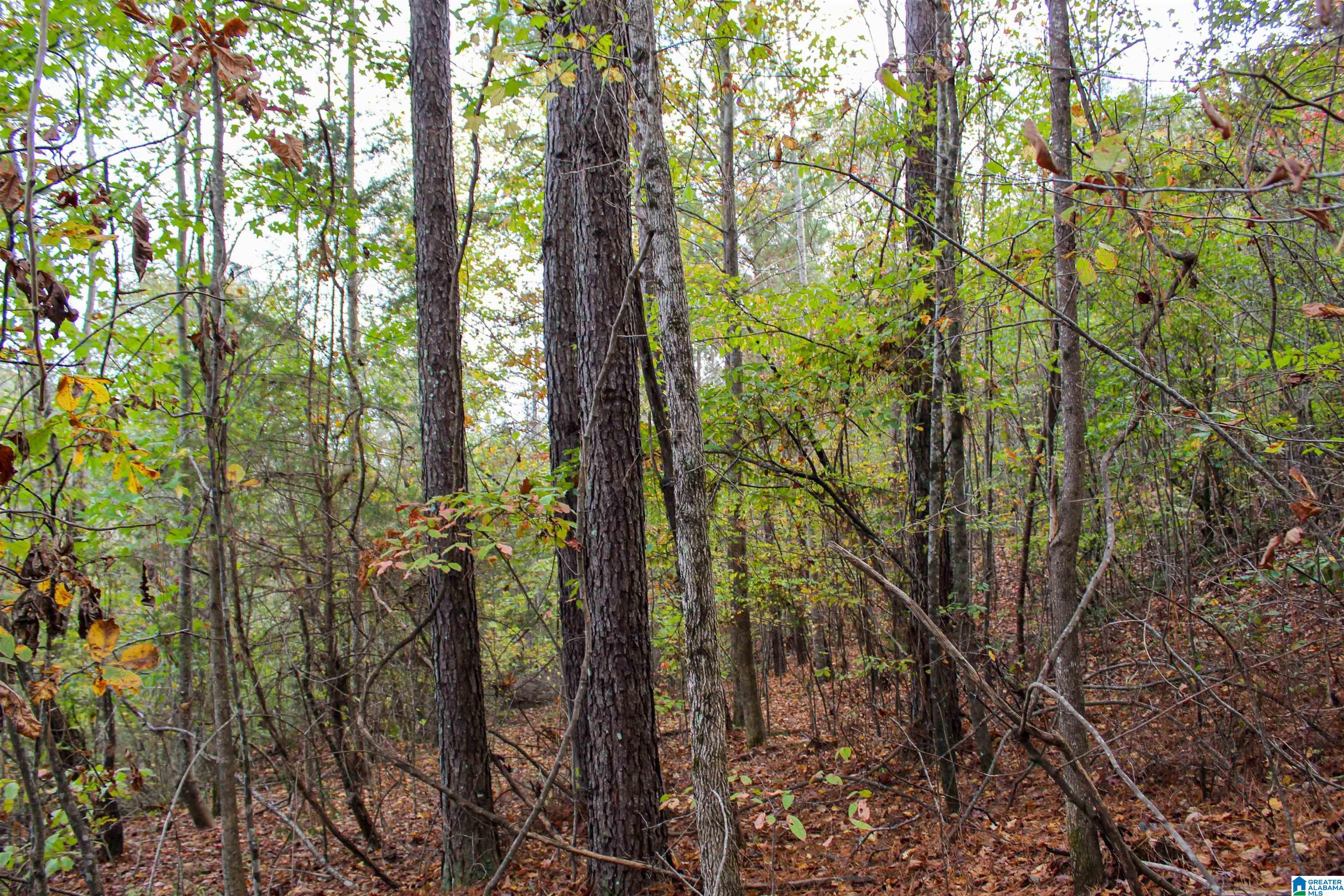 1 Williams Road, Unit 1 Jasper, AL 35504 - Photo 39 of 46 Gallery Image 39