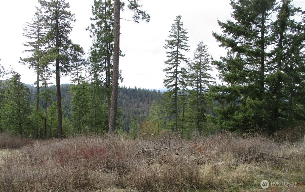 18-xxx East Miner Road Mead, WA 99021 - Photo 29 of 40 a view of a forest with trees in the background