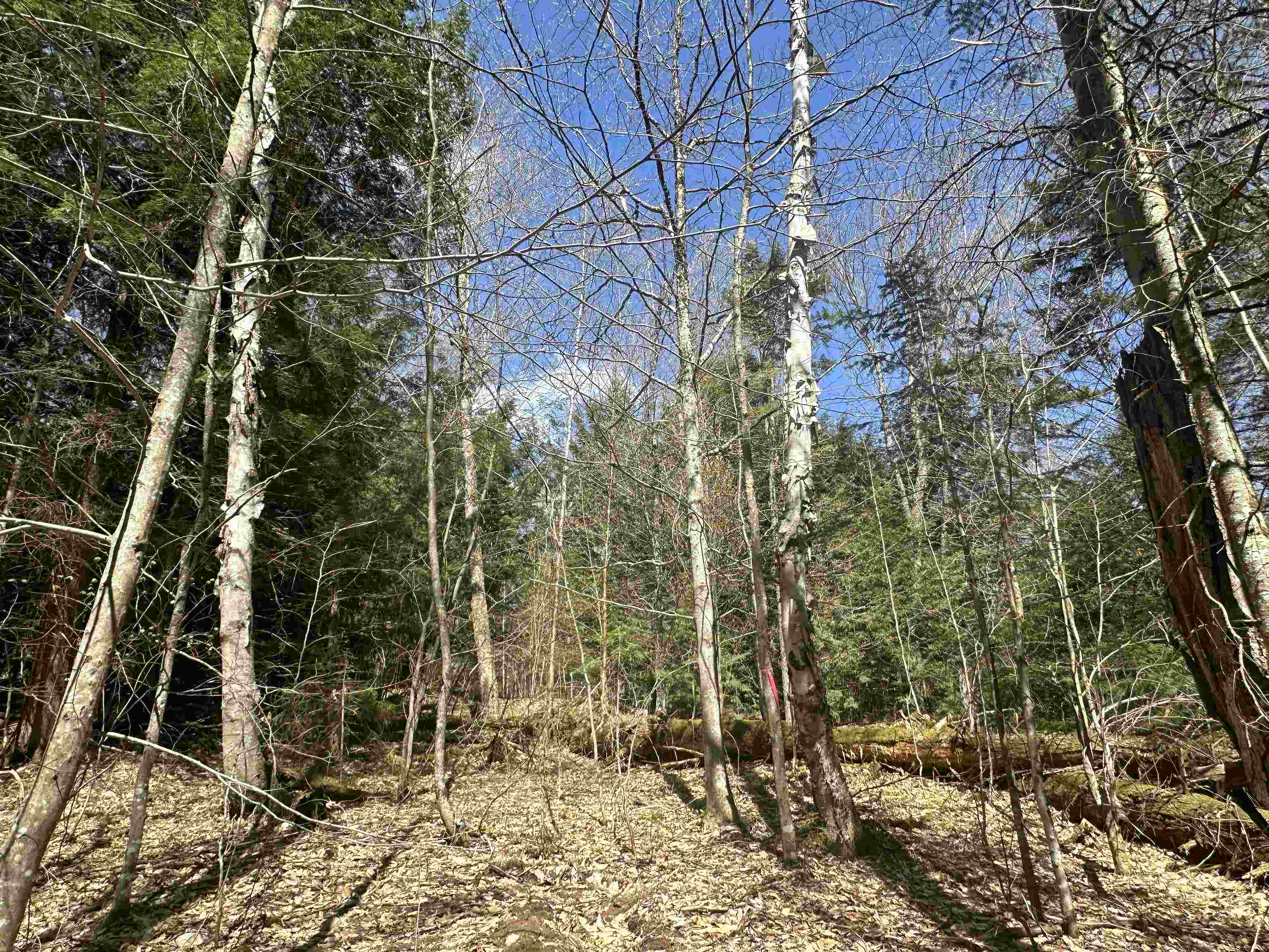 274 Deerfield Hls Road Morristown, VT 05661 - Photo 10 of 19