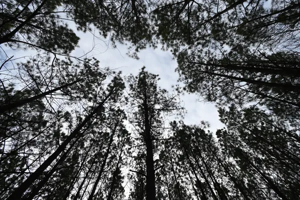 a view of backyard with trees