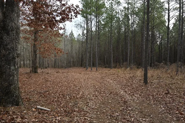 a view of backyard with trees