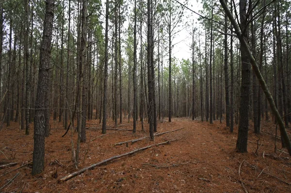 a view of a forest with trees in the background