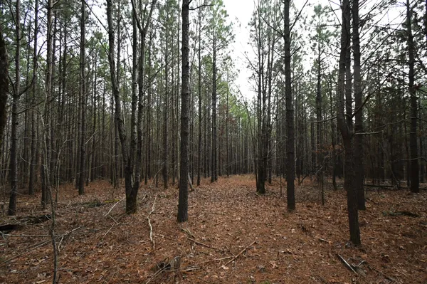 a view of outdoor space with lots of trees