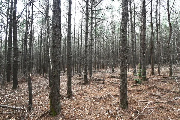 a view of outdoor space with lots of trees