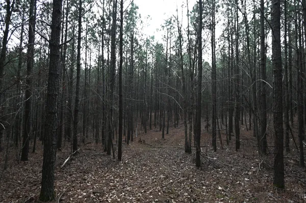 a view of backyard with trees