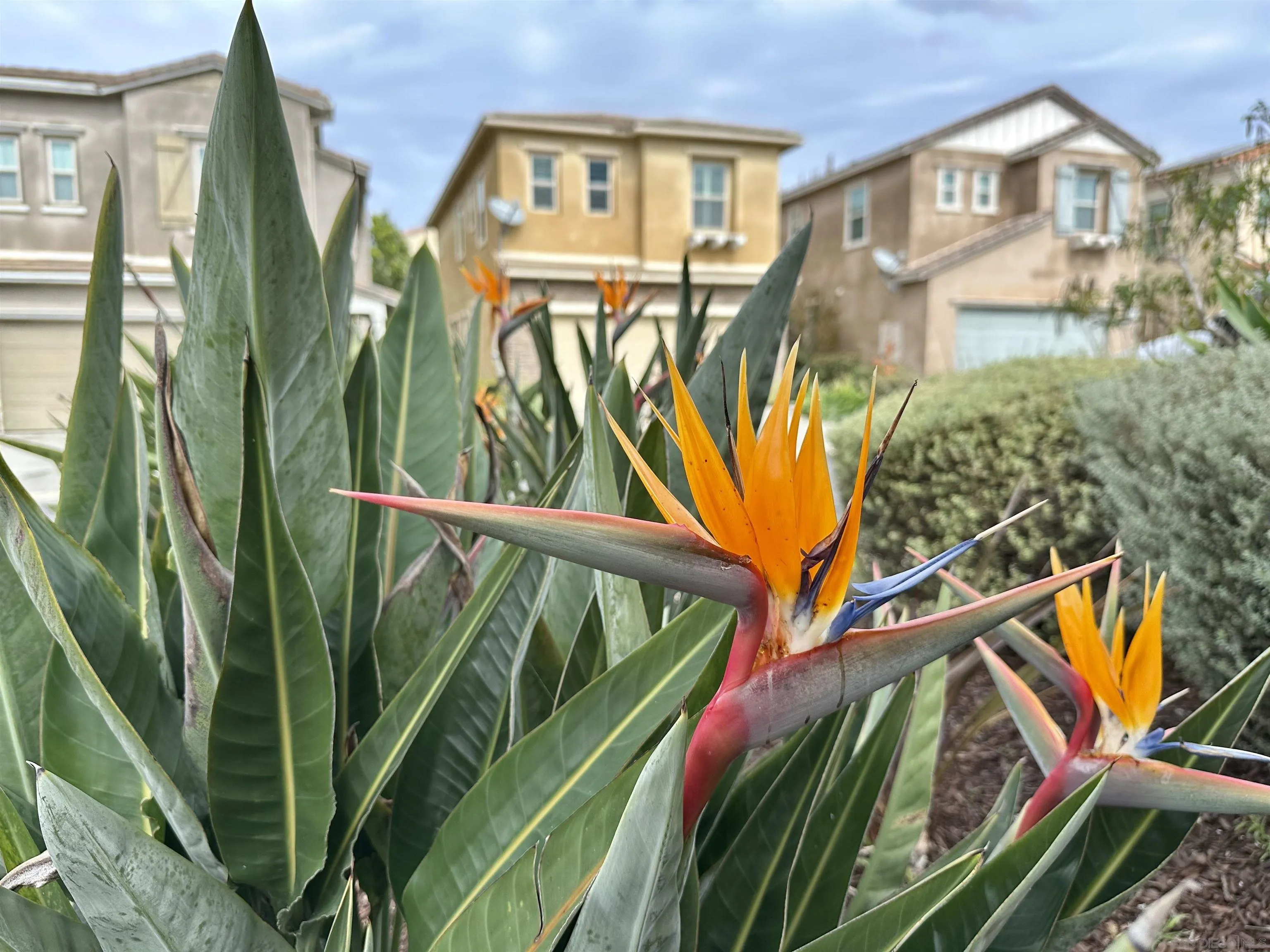 1132 Cherry Tree Lane Vista, CA 92084 - Photo 3 of 28 Paradise landscaping around every corner and - enjoy the hummingbirds as they like it too!
