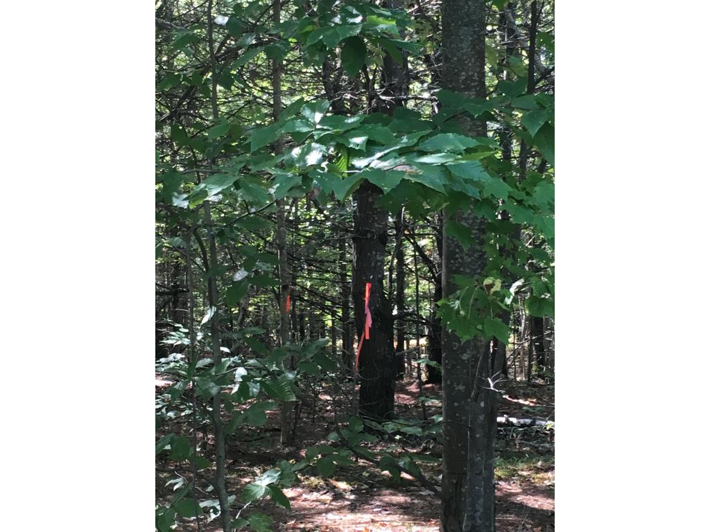 99 George Pitman Drive Barnstead, NH 03225 - Photo 4 of 5 Gallery Image 4