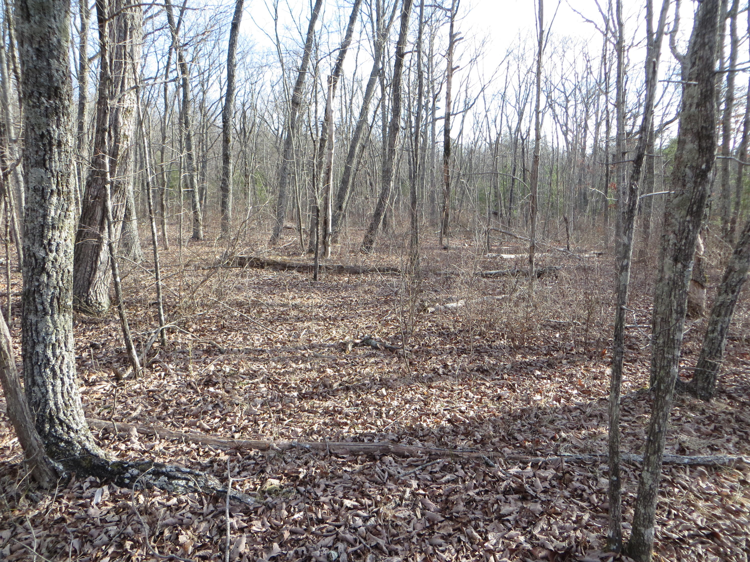 0 Big Ridge Road, Unit 2 Spring City, TN 37381 - Photo 27 of 46 IMG_0025