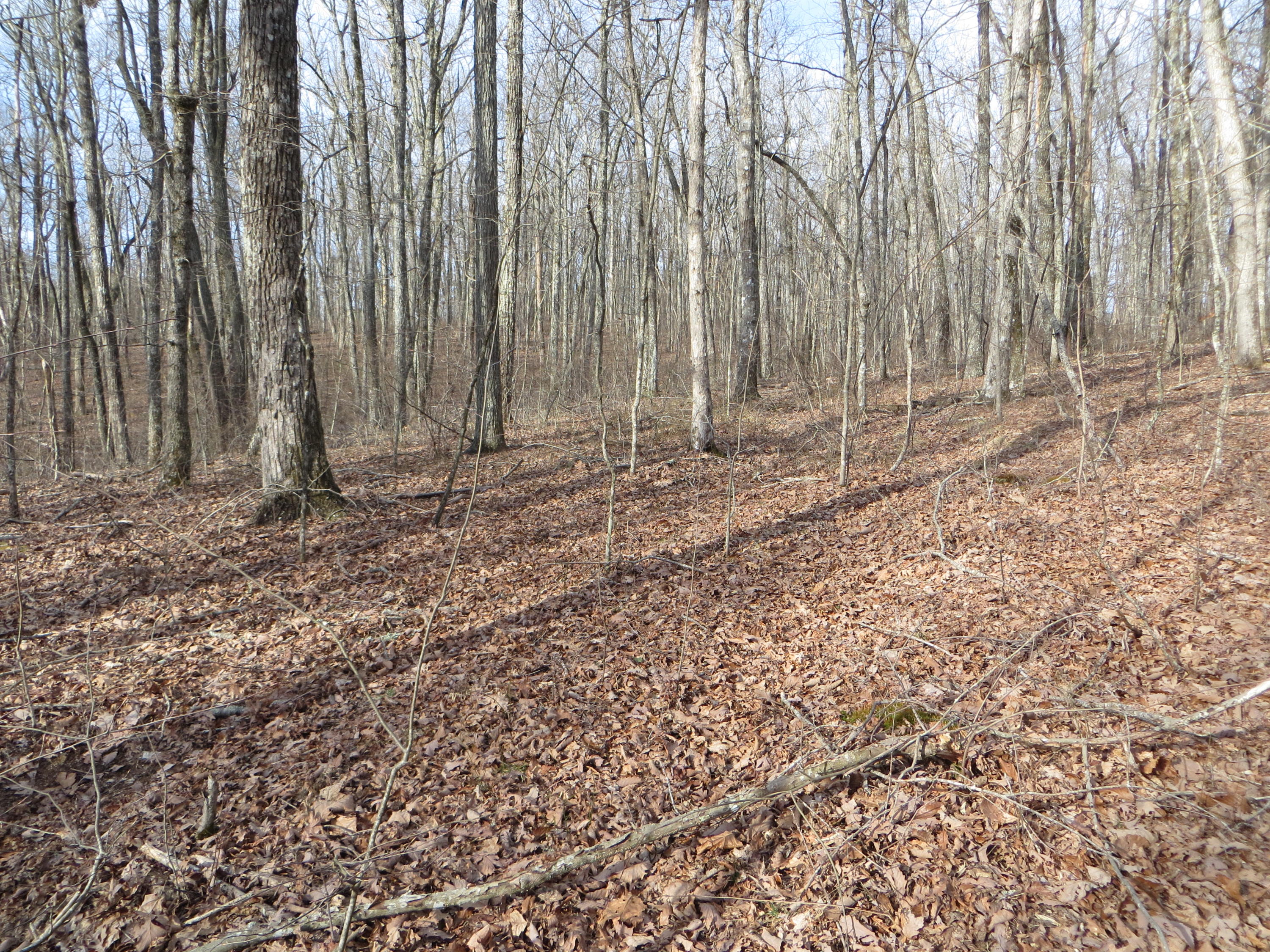 0 Big Ridge Road, Unit 2 Spring City, TN 37381 - Photo 36 of 46 IMG_0036