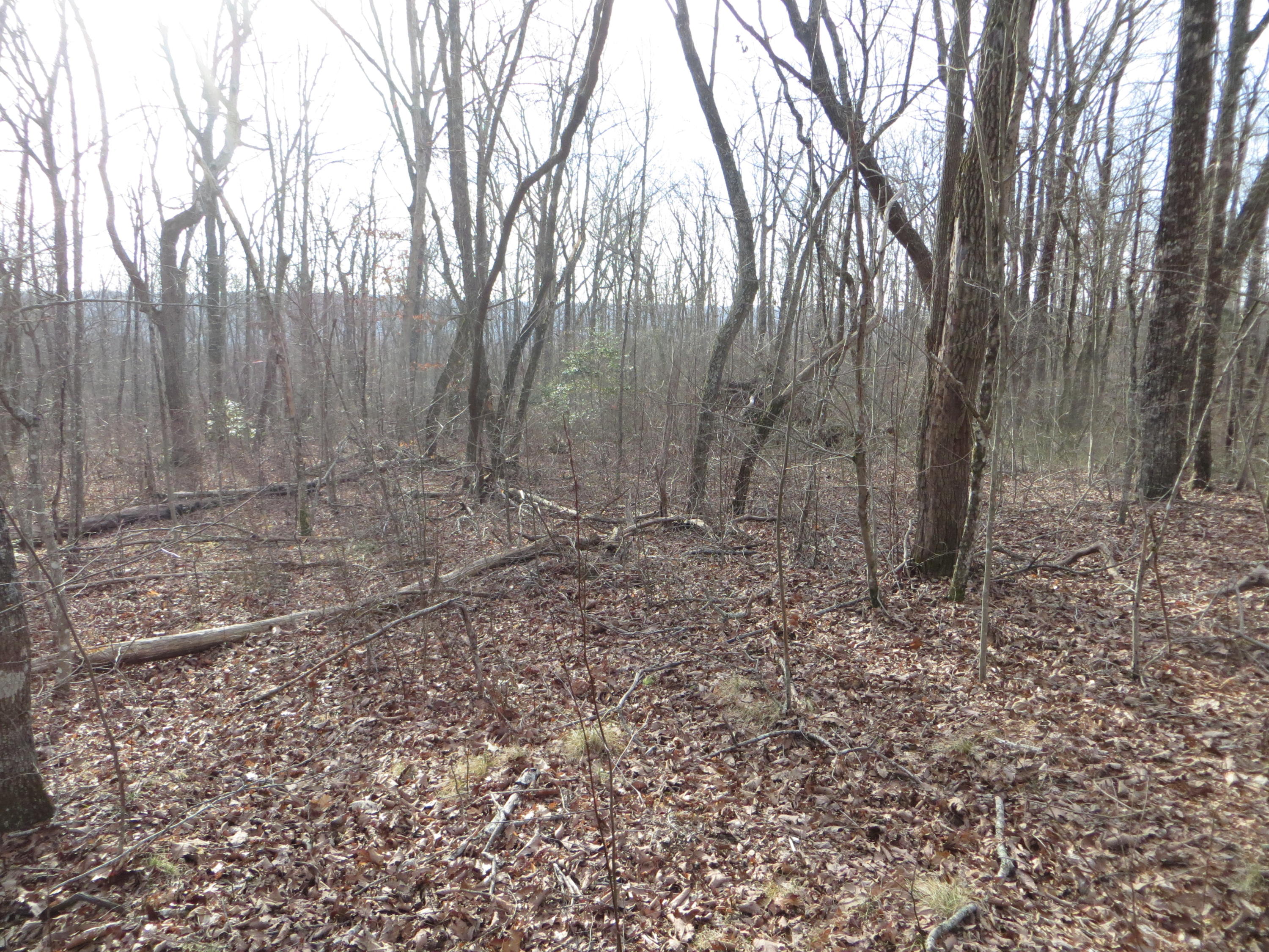 0 Big Ridge Road, Unit 2 Spring City, TN 37381 - Photo 37 of 46 IMG_0037