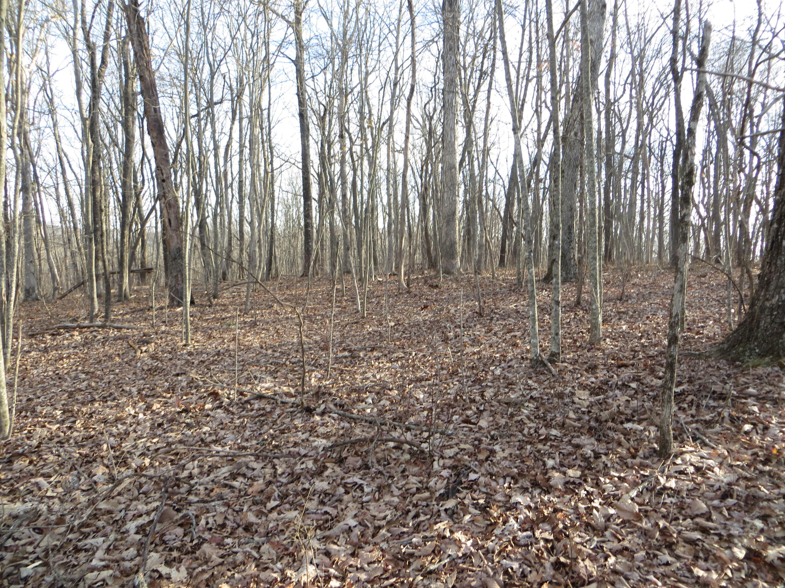 0 Big Ridge Road, Unit 2 Spring City, TN 37381 - Photo 7 of 46 IMG_0006