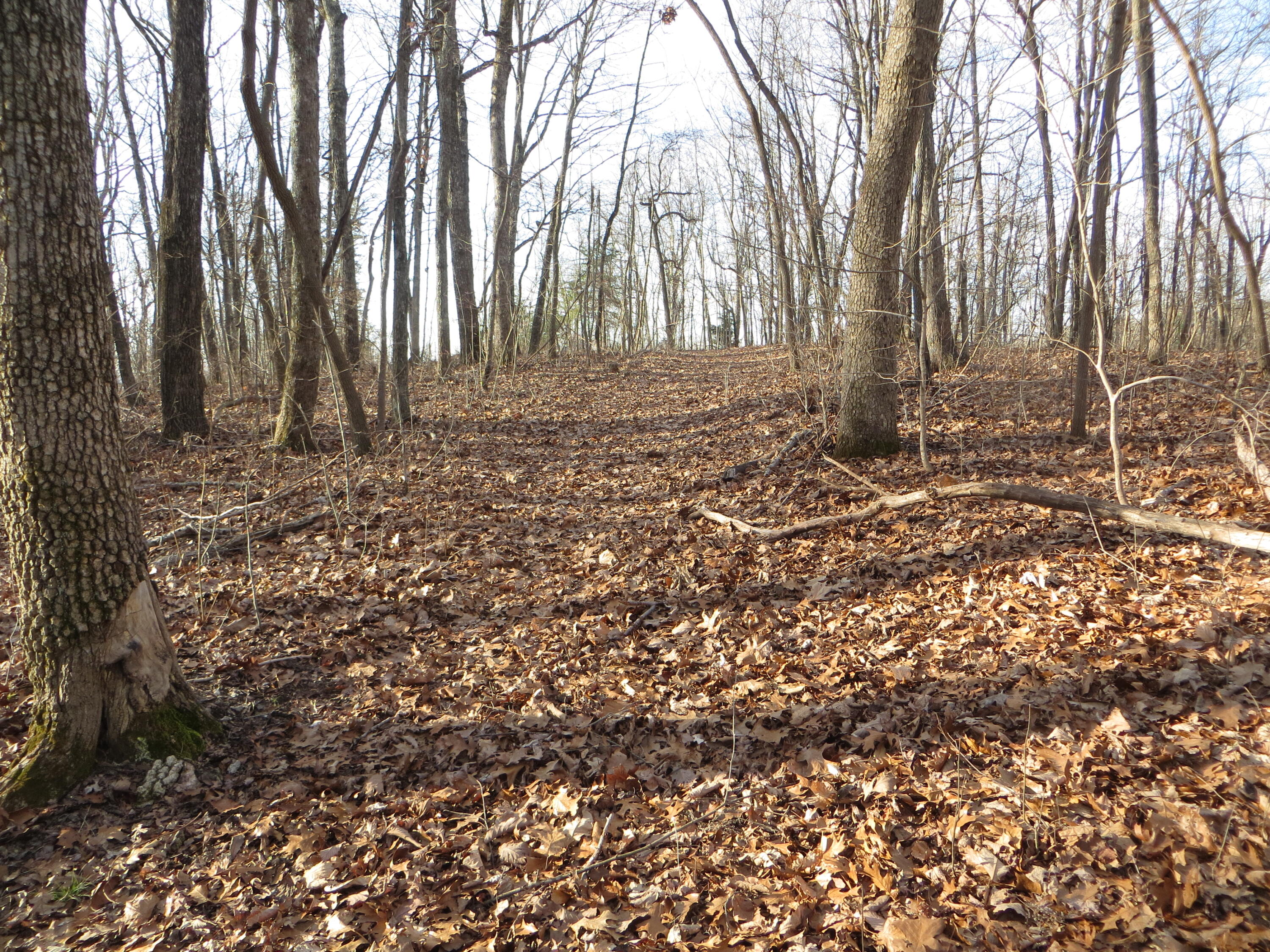 0 Big Ridge Road, Unit 2 Spring City, TN 37381 - Photo 10 of 46 IMG_0009