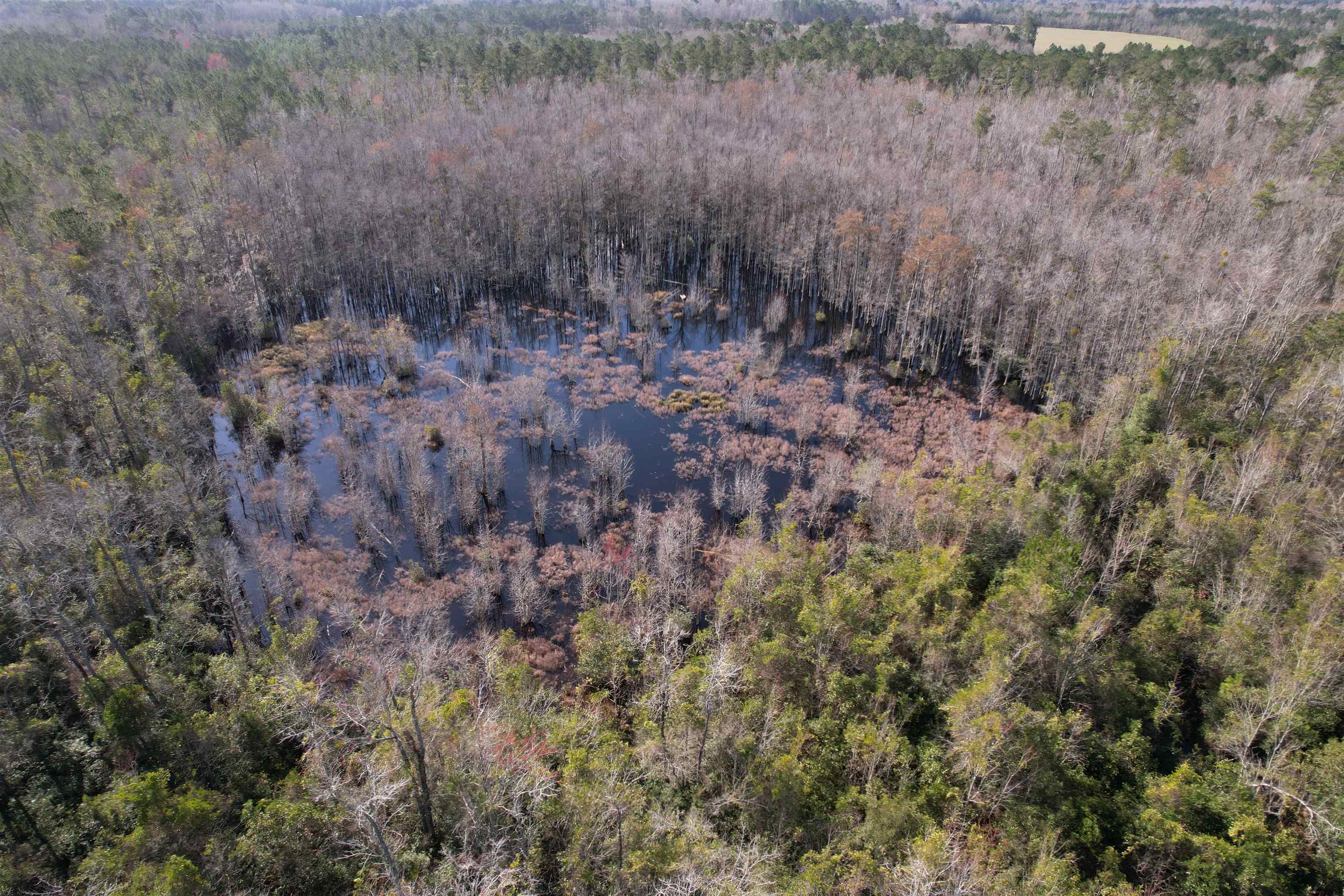 Tbd I M Graham Road Kingstree, SC 29556 - Photo 3 of 9