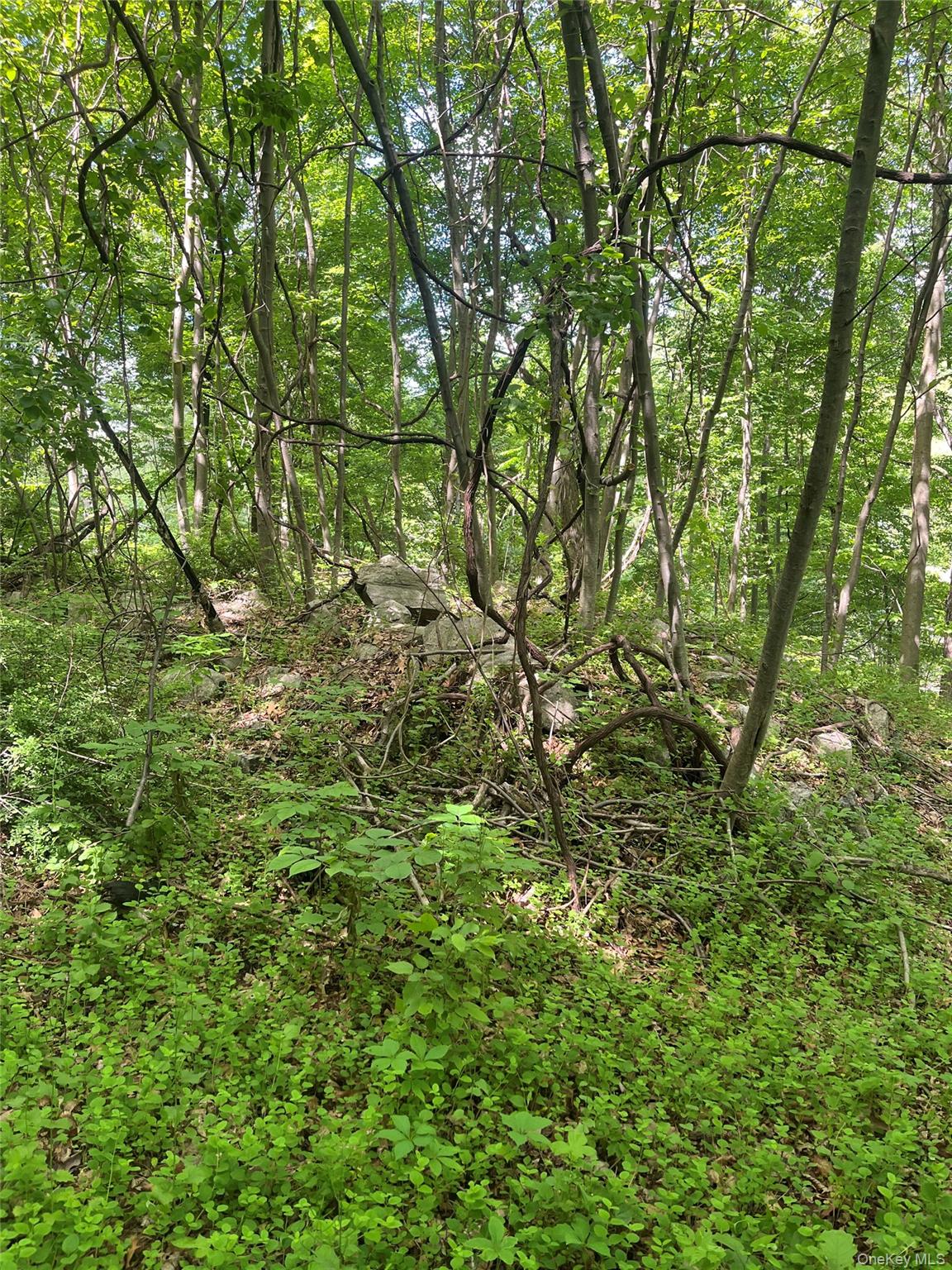 Old Church Road Putnam Valley, NY 10579 - Photo 6 of 26 a view of a lush green forest