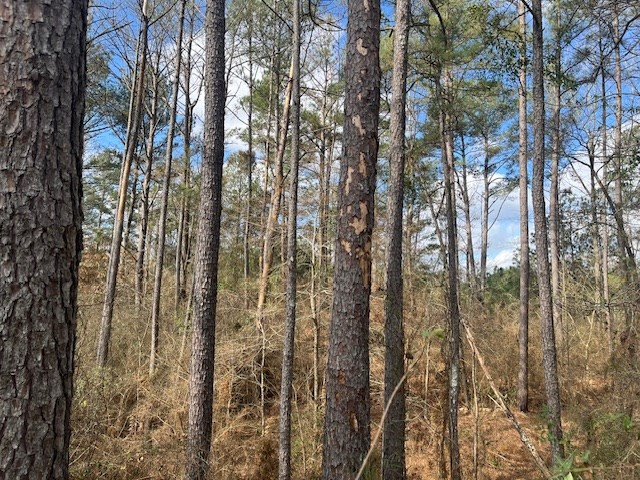 1089 Guynes Lane Crystal Springs, MS 39059 - Photo 11 of 18 Photo 11