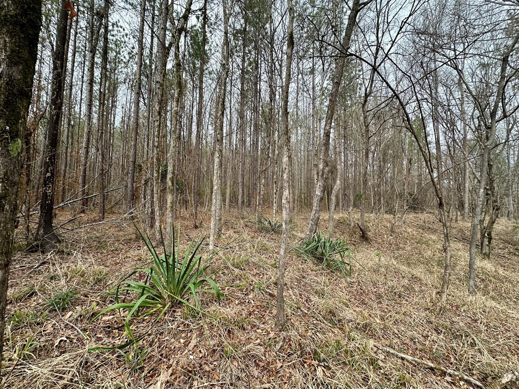 2232 Providence Road Roxie, MS 39661 - Photo 40 of 57 Photo 40