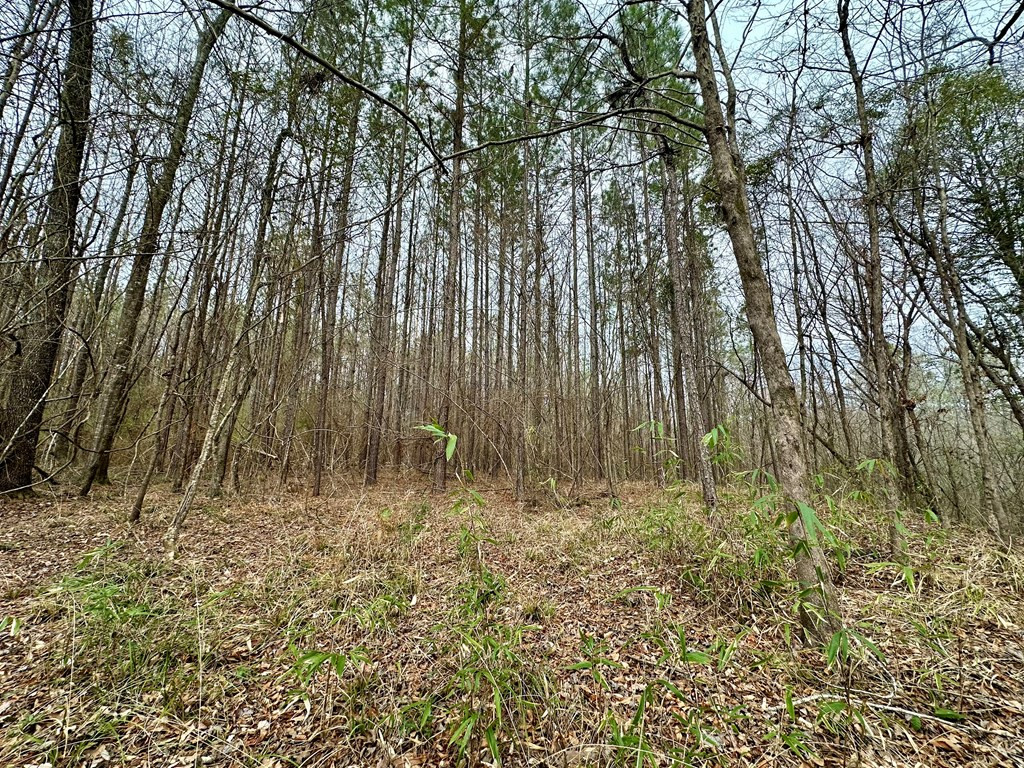 2232 Providence Road Roxie, MS 39661 - Photo 41 of 57 Photo 41