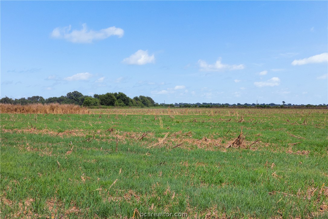 210.6-ac Black Bridge Road Calvert, TX 77837 - Photo 17 of 21 Gallery Image 17