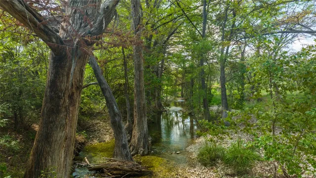 a view of a forest filled with trees