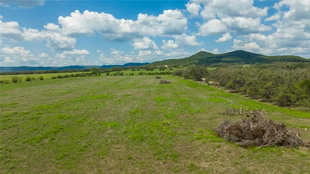 a view of a yard with plants and large trees