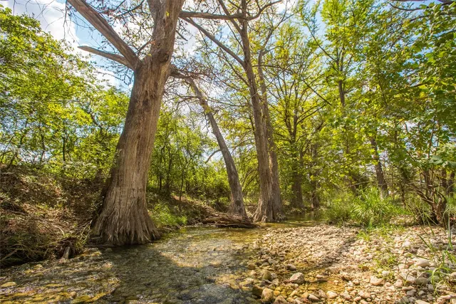 a view of a yard with plants and trees