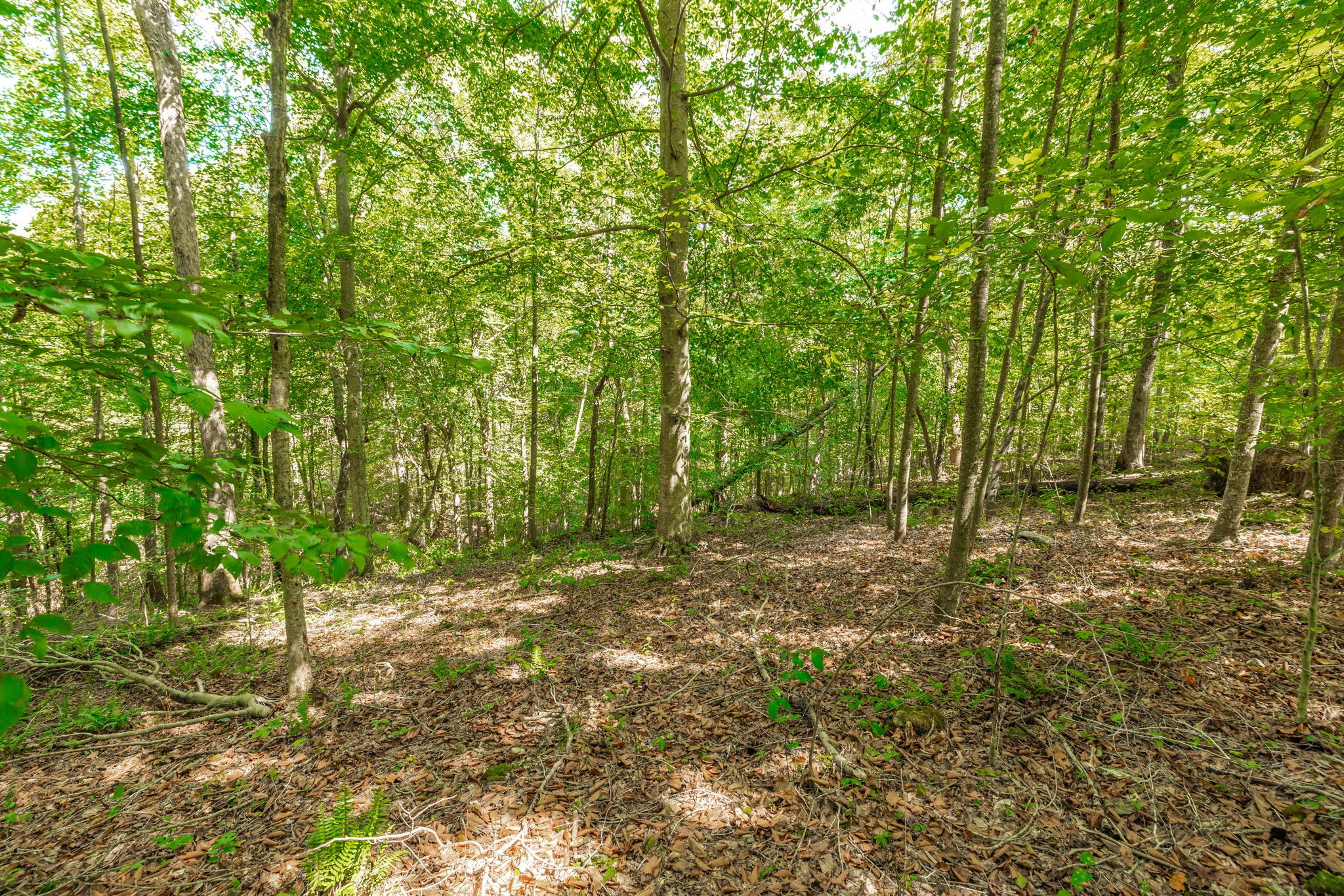 0 Spring Hollow Road Lafayette, TN 37083 - Photo 13 of 42 Gallery Image 13