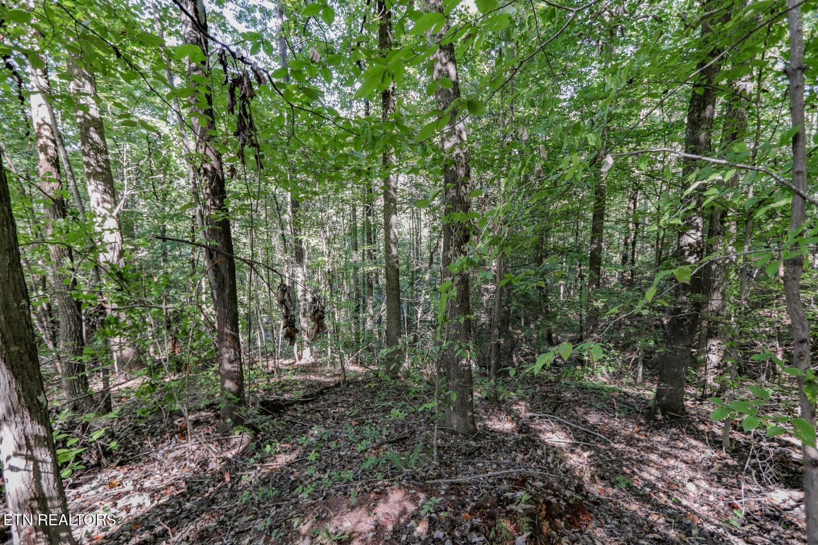 1272 Applewood Road Newport, TN 37821 - Photo 14 of 18 14